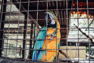 Close-up of bird perching in cage