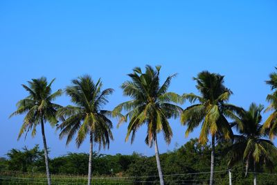 Low angle view of coconut palm trees against clear blue sky