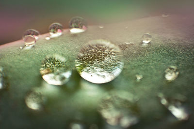 Close-up of water drops on flowers