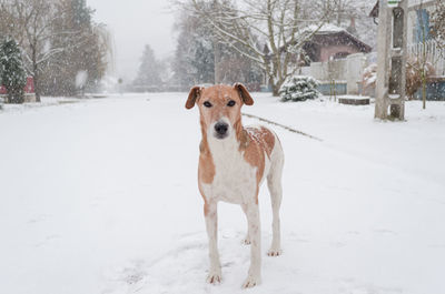 Portrait of dog on snow