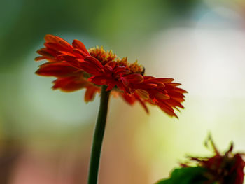 Close-up of red flowering plant