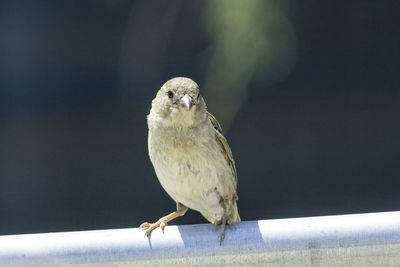 Close-up of bird perching