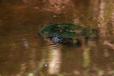 High angle view of turtle in lake