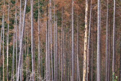 Full frame shot of dead spruce trees in forest because of bark beetles