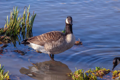 Canada  geese in a lake