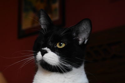 Close-up portrait of a cat at home