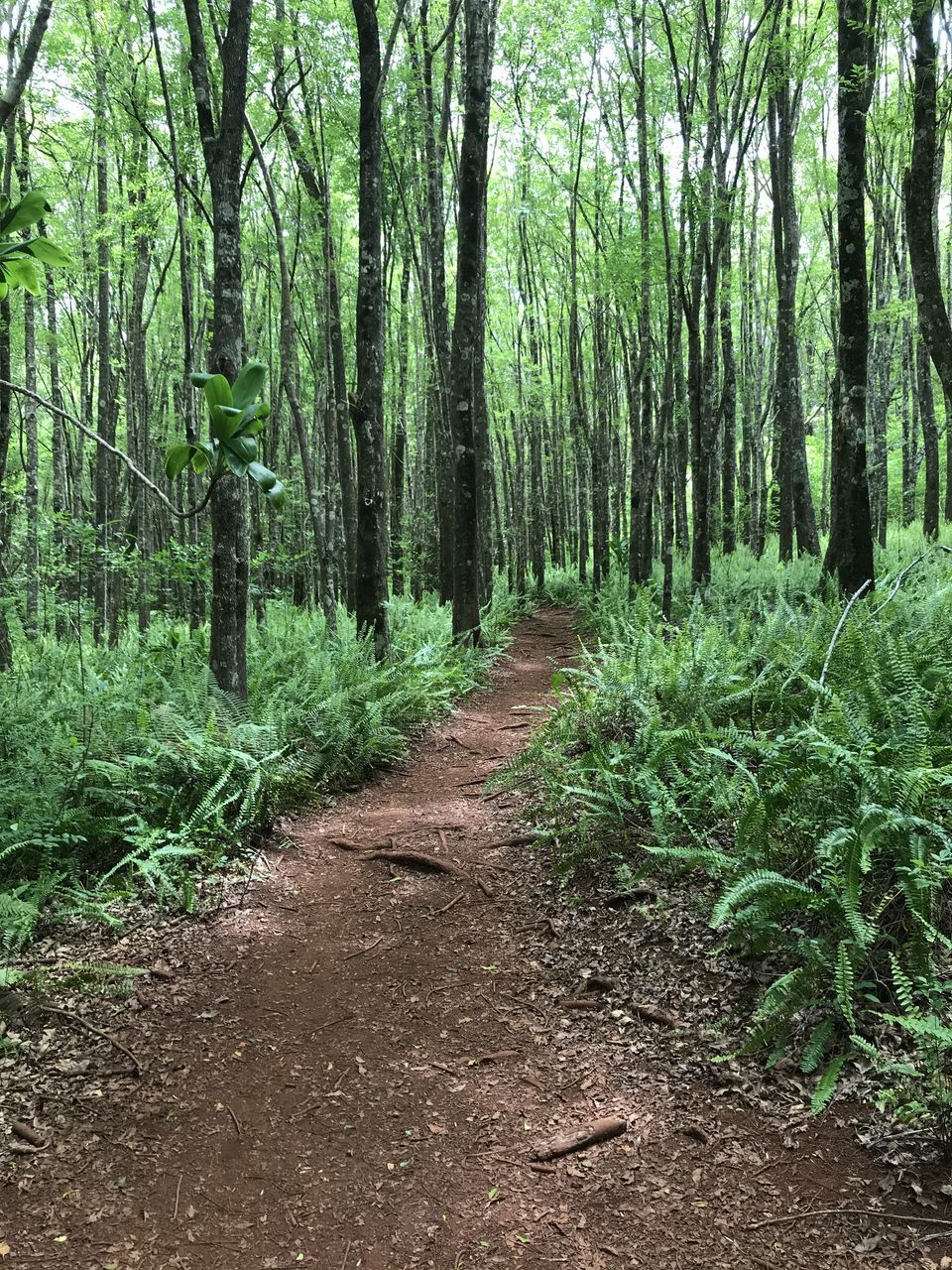 SCENIC VIEW OF FOREST