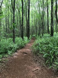 Trail amidst trees in forest