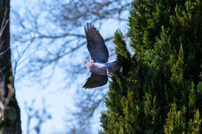 Low angle view of eagle flying against the sky