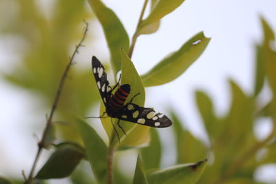 Close-up of butterfly on leaf