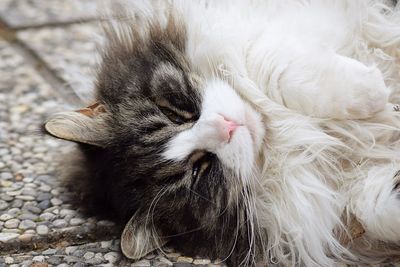 Close-up of a cat