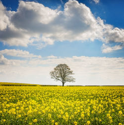 Scenic view of oilseed rape field against sky