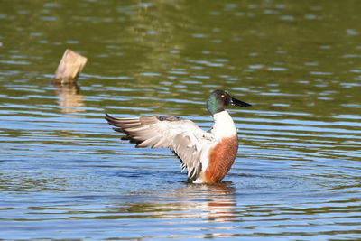 Duck swimming in lake