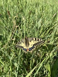 Yellow butterfly in a green meadow