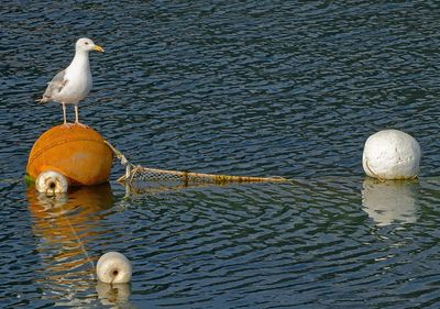 High angle view of seagulls perching on wooden post