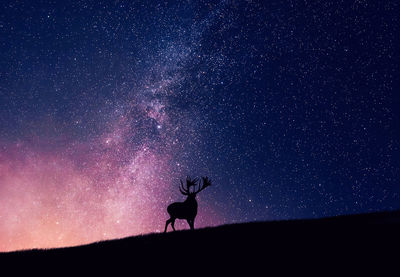 Silhouette reindeer on field against glowing constellation in sky