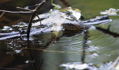 Close-up of insect on a lake