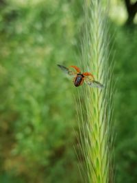 Close-up of insect on plant