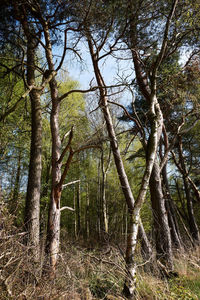 Trees growing in forest