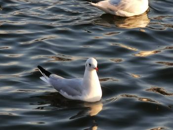 High angle view of seagull swimming in lake