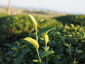 Close-up of fresh green plant