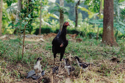 View of birds on field