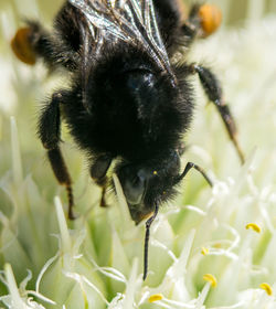 Close-up of bee pollinating on flower