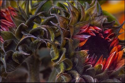 Close-up of caterpillar on plant