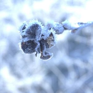 Close-up of white flowers