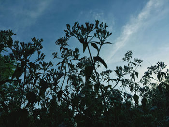 Low angle view of tree against sky