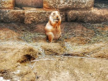 Lion sitting on field