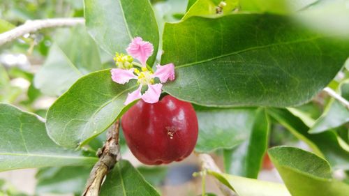 Close-up of red flower