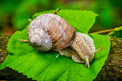 Large garden snail on leaf. summer. closeup