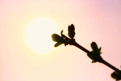 Close-up of plant against clear sky during sunset