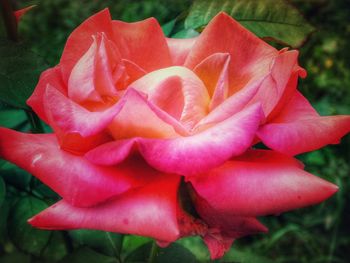 Close-up of red rose