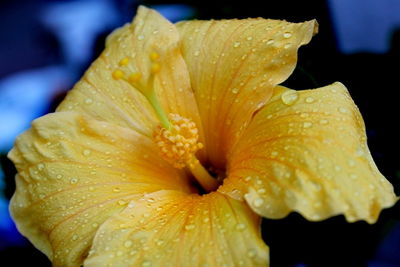 Close-up of wet yellow flower