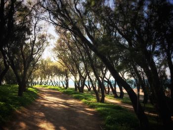 Trees in sunlight