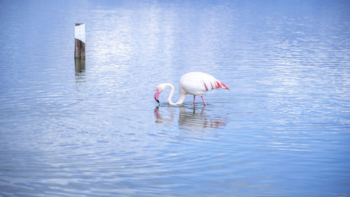 Pink flamingos in their natural environment, pond of molentargius, south sardinia
