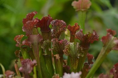 Close-up of flowering plant