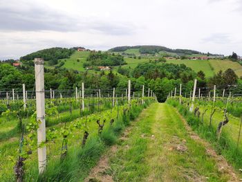 Scenic view of field against sky