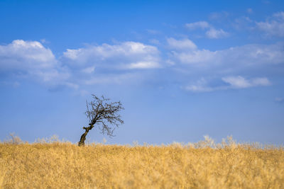 Plants growing on field against sky