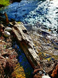 High angle view of turtle in water