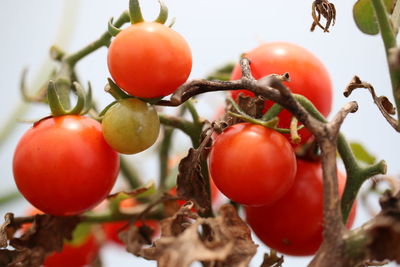 Close-up of tomatoes growing on tree