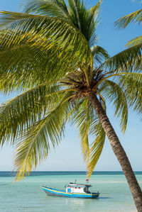 Palm tree at beach against clear sky