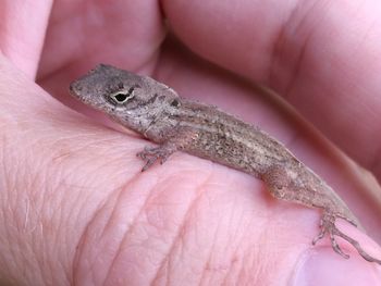 Close-up of hand holding lizard