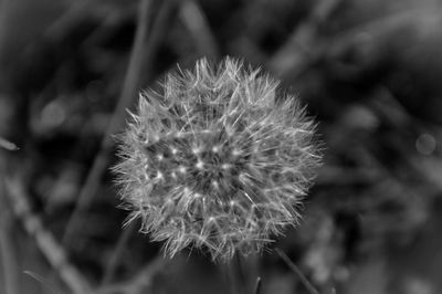 Close-up of dandelion