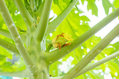 Close-up of insect on plant