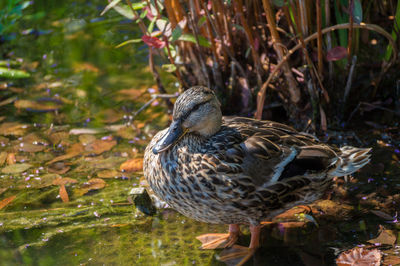 Female mallard duck perching on rock amidst lake against plants