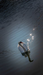 High angle view of birds swimming in lake