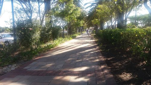 Road amidst trees